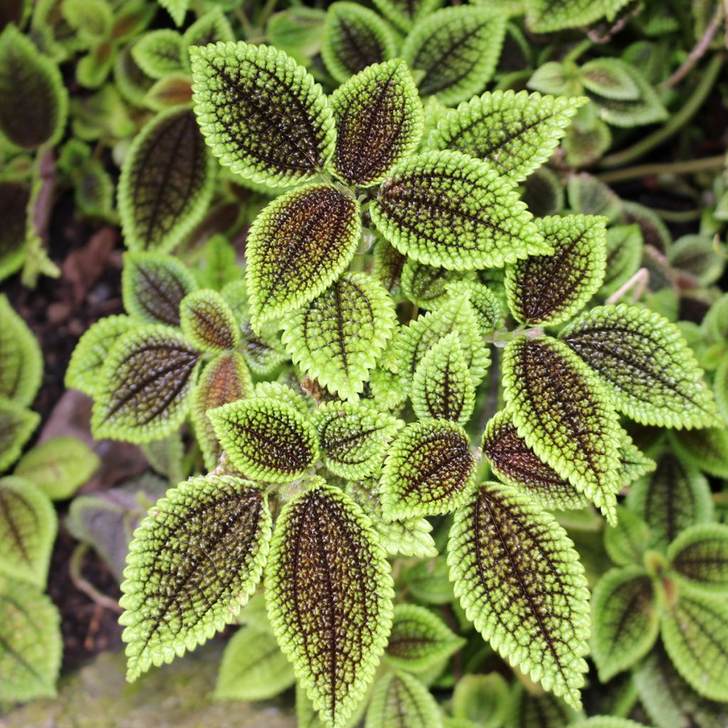 Pilea Moon Valley - Ufopflanze