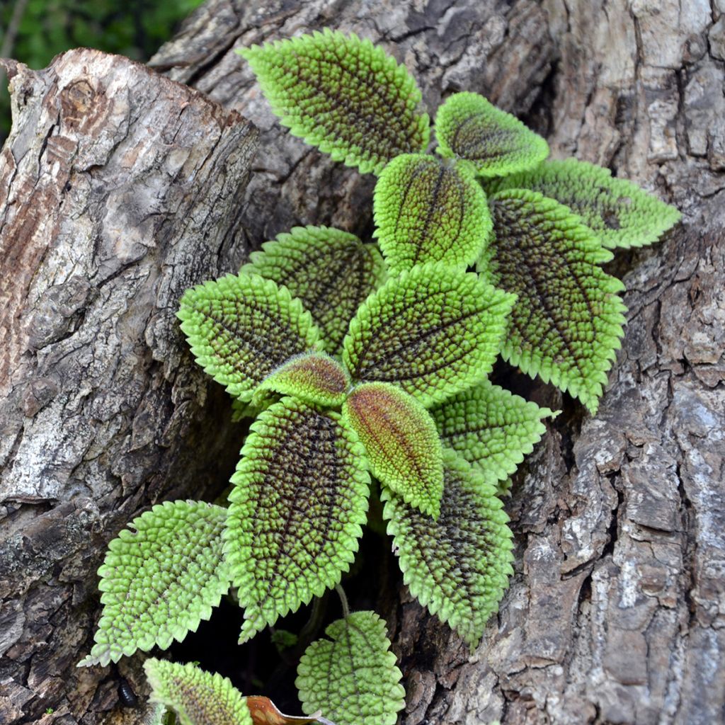 Pilea Moon Valley - Ufopflanze