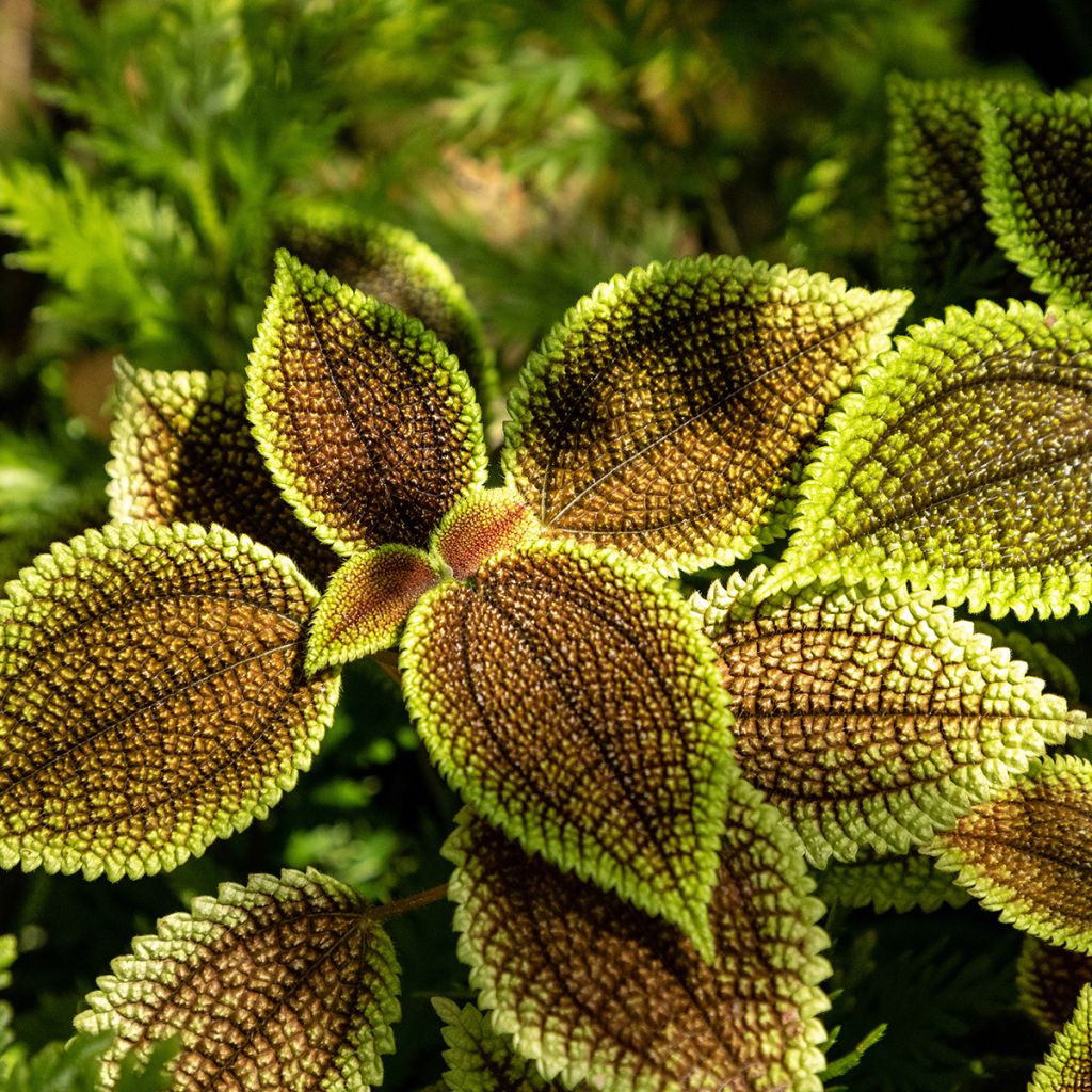 Pilea Moon Valley - Ufopflanze