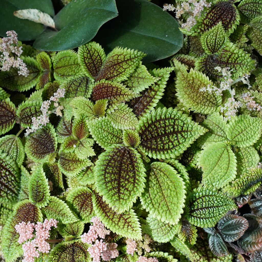 Pilea Moon Valley - Ufopflanze