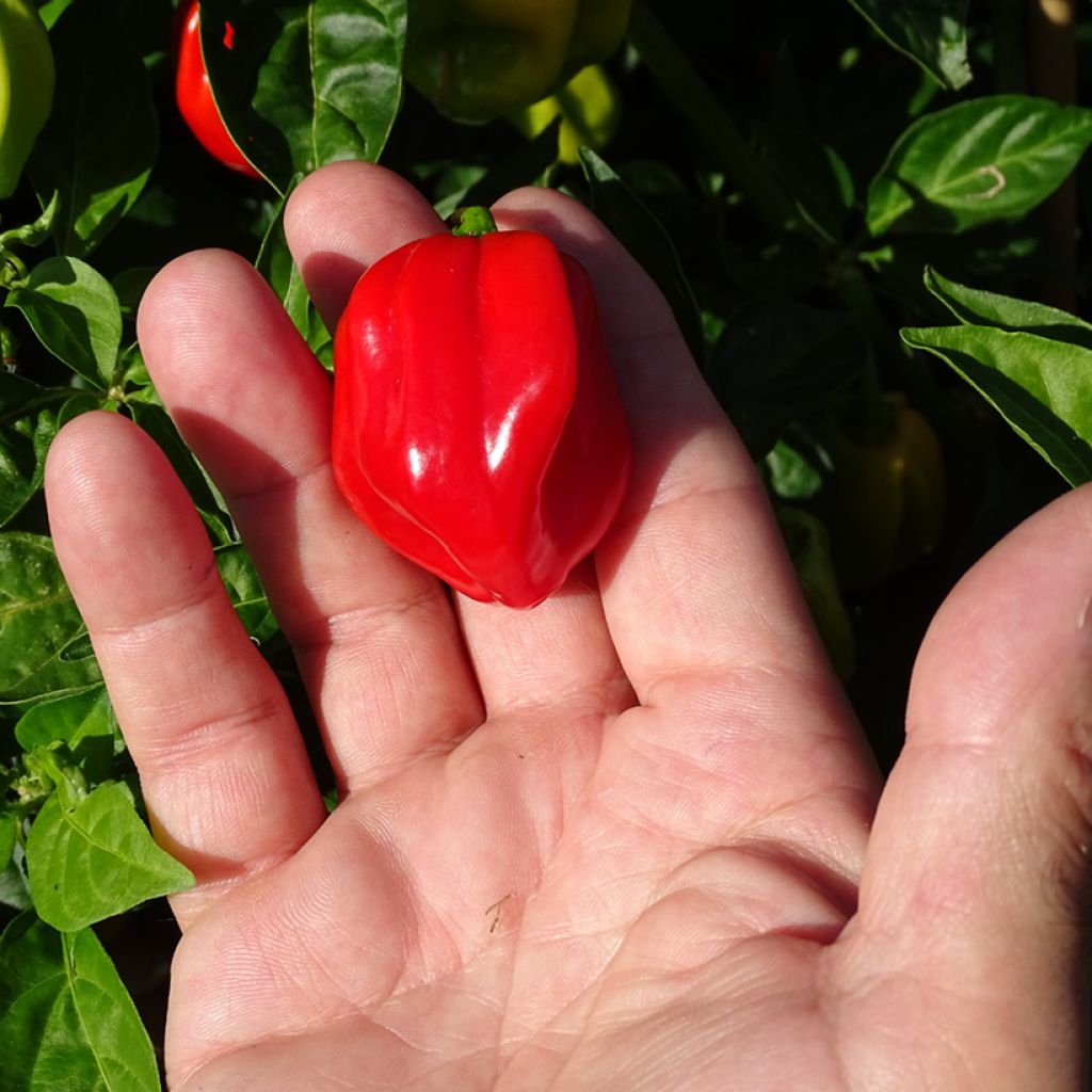 Westindischer Pfeffer Habanero