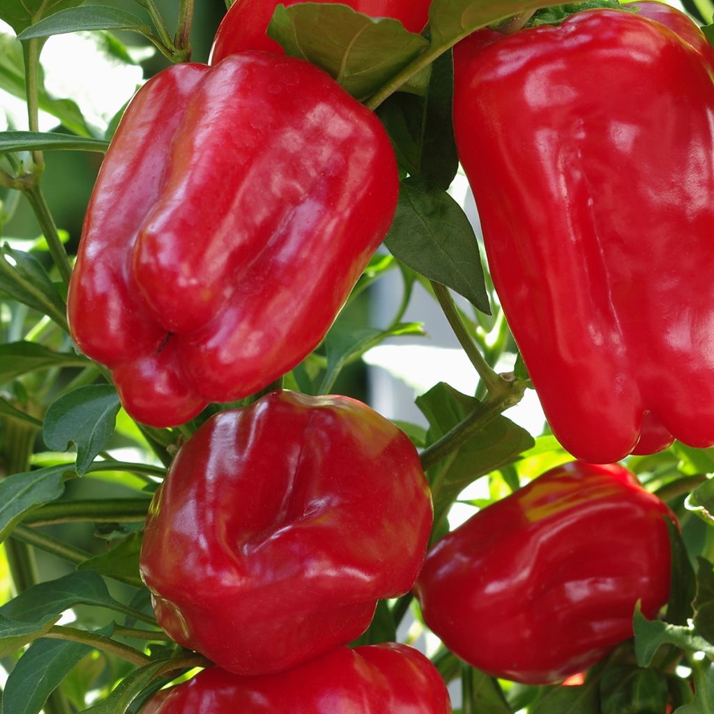 Spanisch Chili-Pfeffer Yolo Wonder - Vilmorin