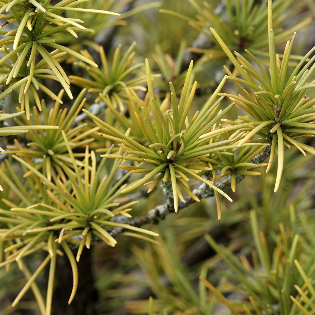 Pinus mugo Mops Gold - Bergkiefer