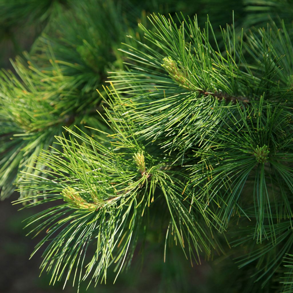 Pinus armandii - Armands Kiefer