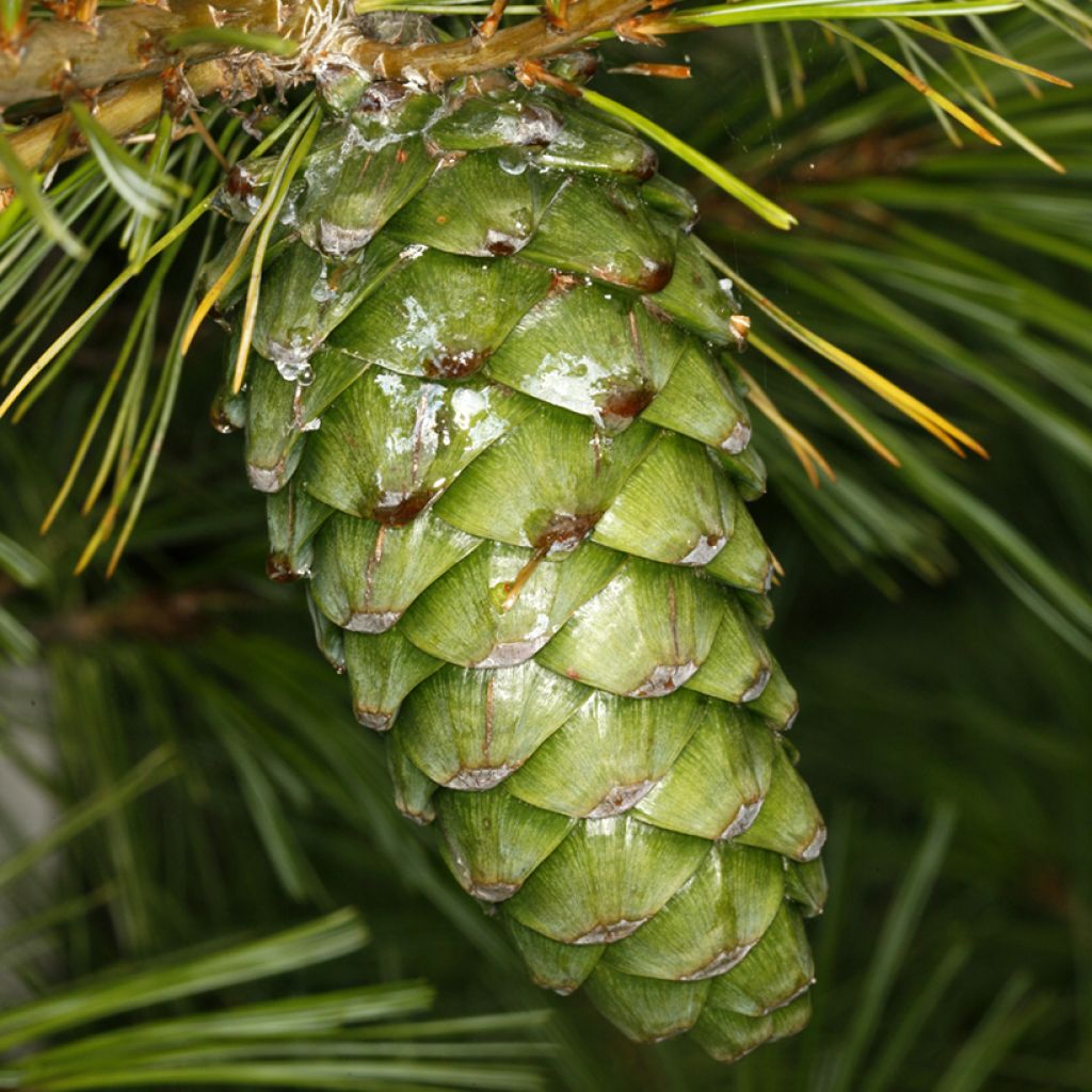 Pinus armandii - Armands Kiefer