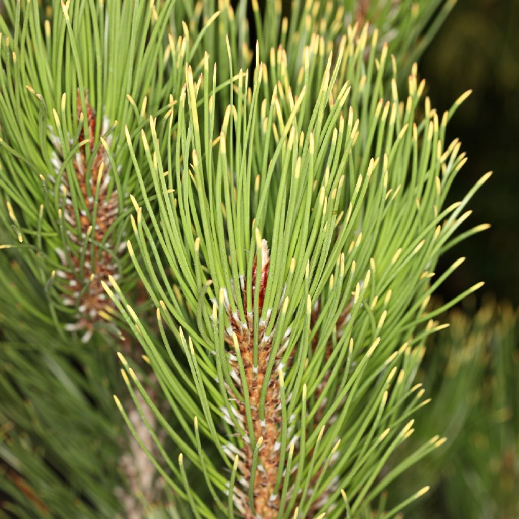 Pinus heldreichii Aureospicata - Schlangenhaut-Kiefer