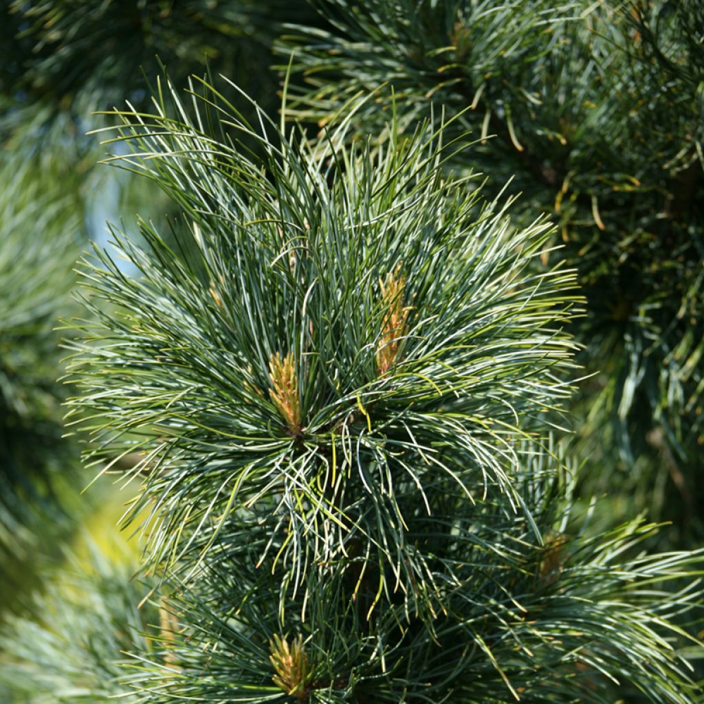 Pinus koraiensis Silveray - Korea-Kiefer