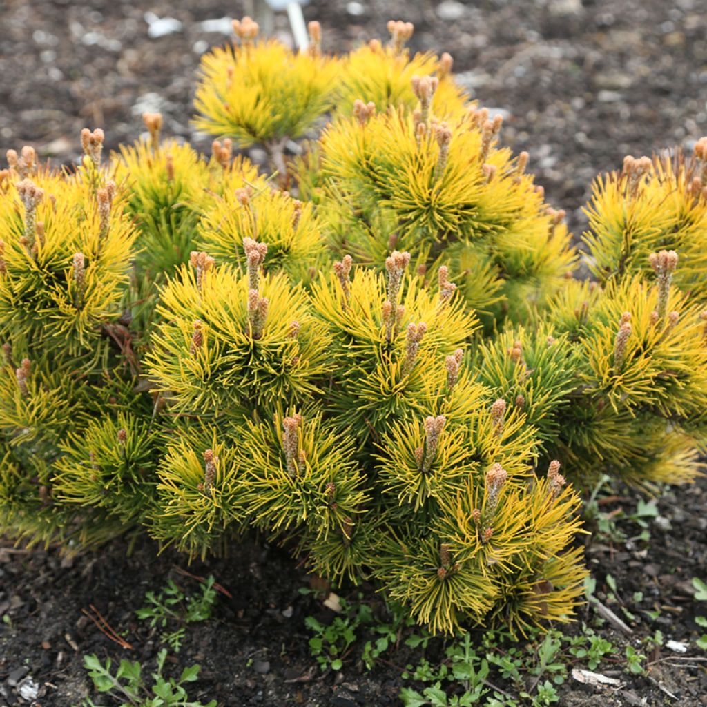 Pin de montagne - Pinus mugo Nana Balcanica Aurea