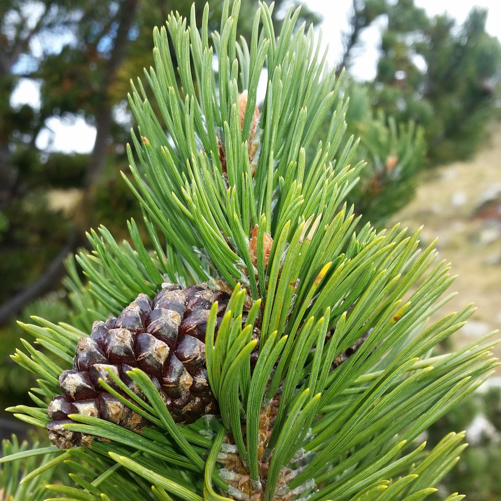 Pinus uncinata Kladská - Spirke