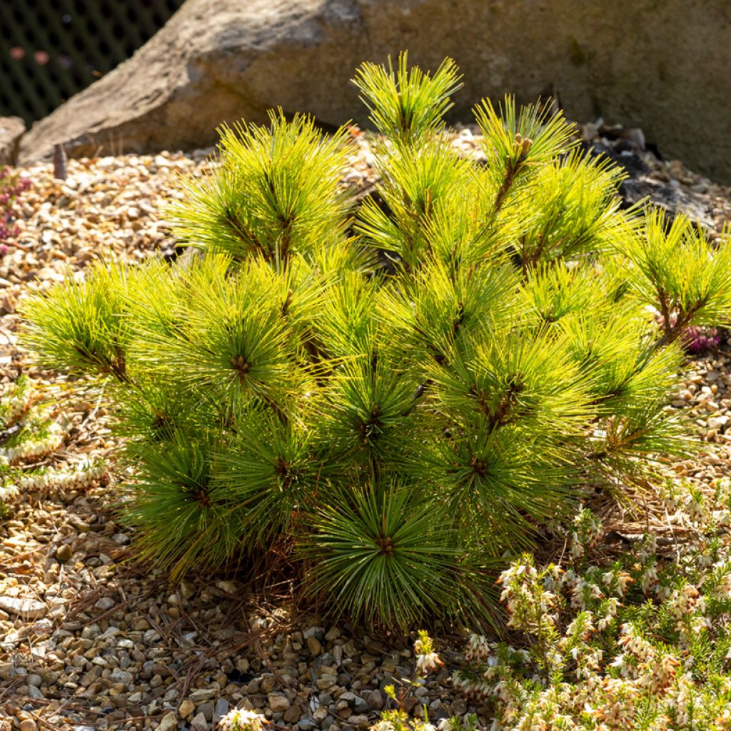 Pinus strobus Radiata - Weymouths-Kiefer