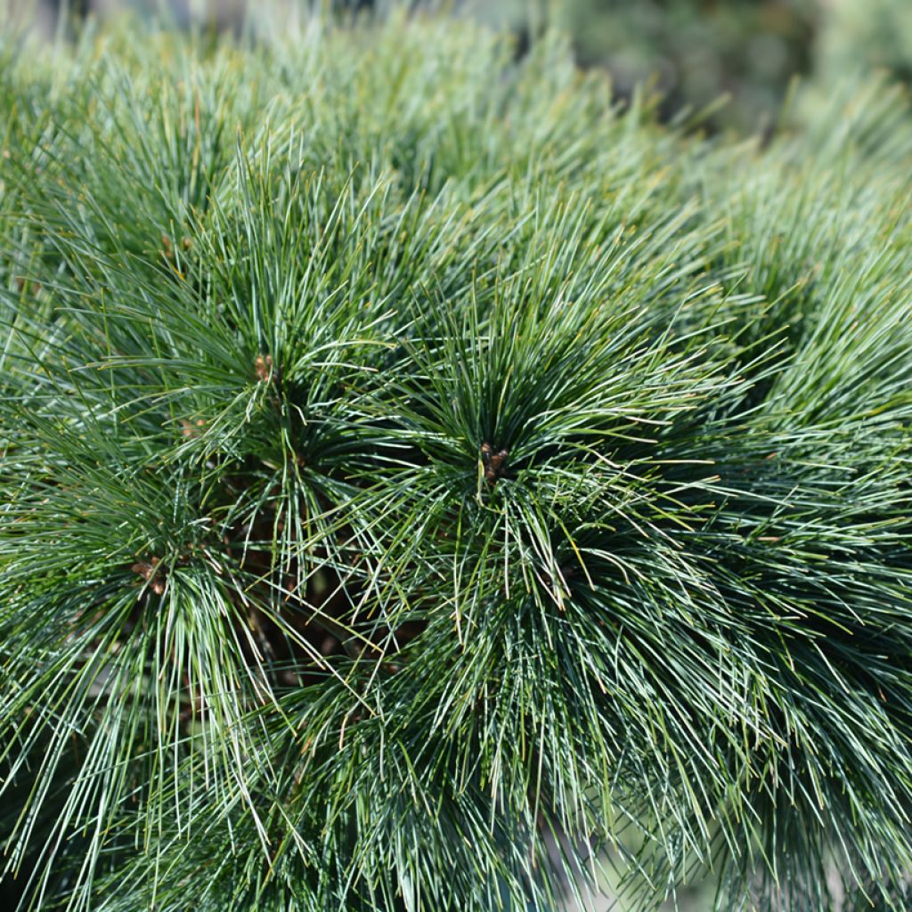 Pinus strobus Radiata - Weymouths-Kiefer