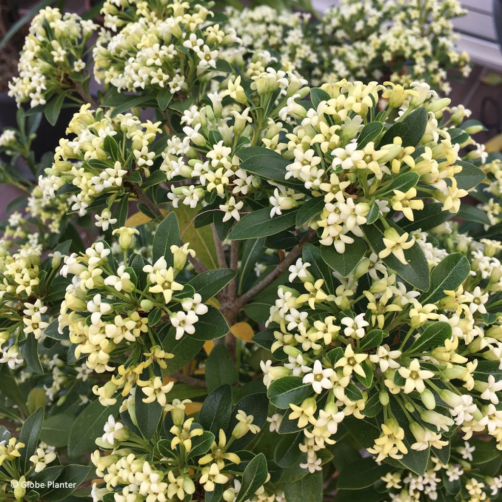 Pittosporum Green Mound - Chinesischer Klebsame