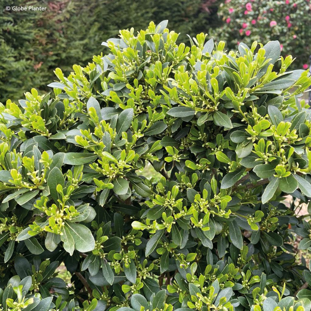 Pittosporum Green Mound - Chinesischer Klebsame