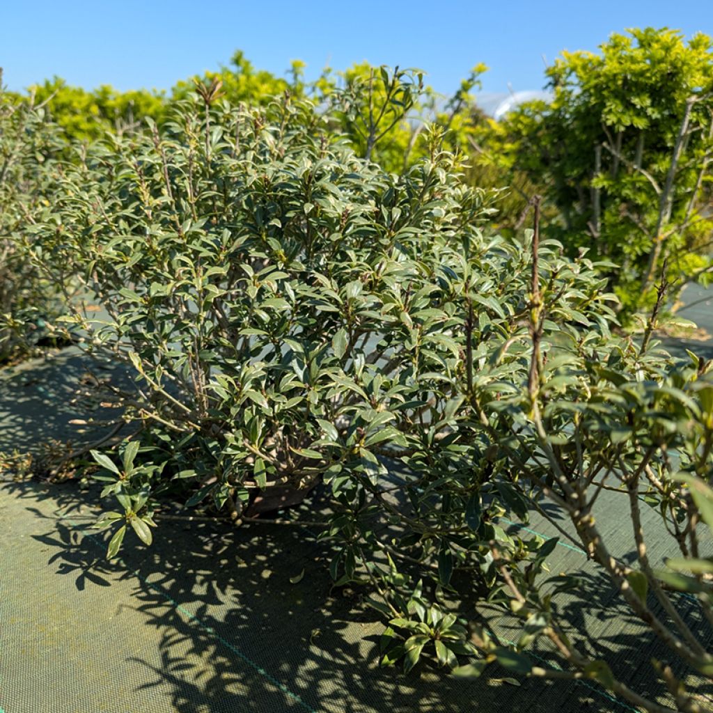 Pittosporum heterophyllum Quissac - Pittospore à feuilles variables