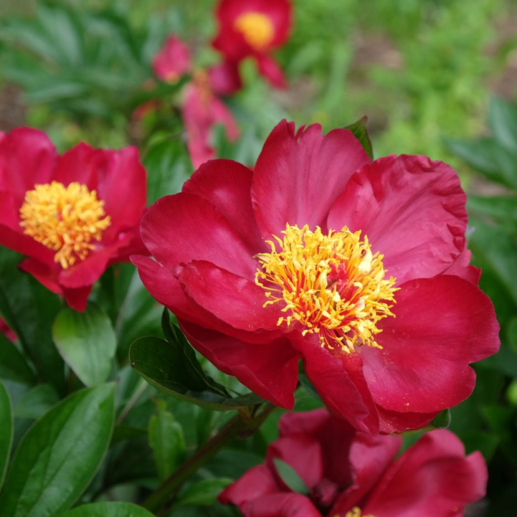 Paeonia Blaze - Pfingstrose
