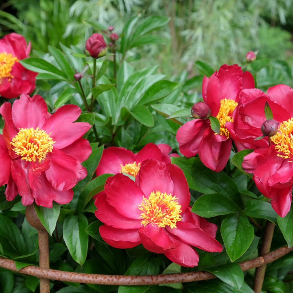 Paeonia Blaze - Pfingstrose