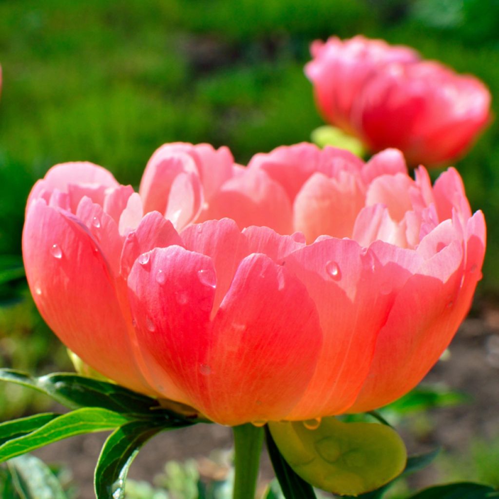 Paeonia lactiflora Coral Sunset - Edel-Pfingstrosen