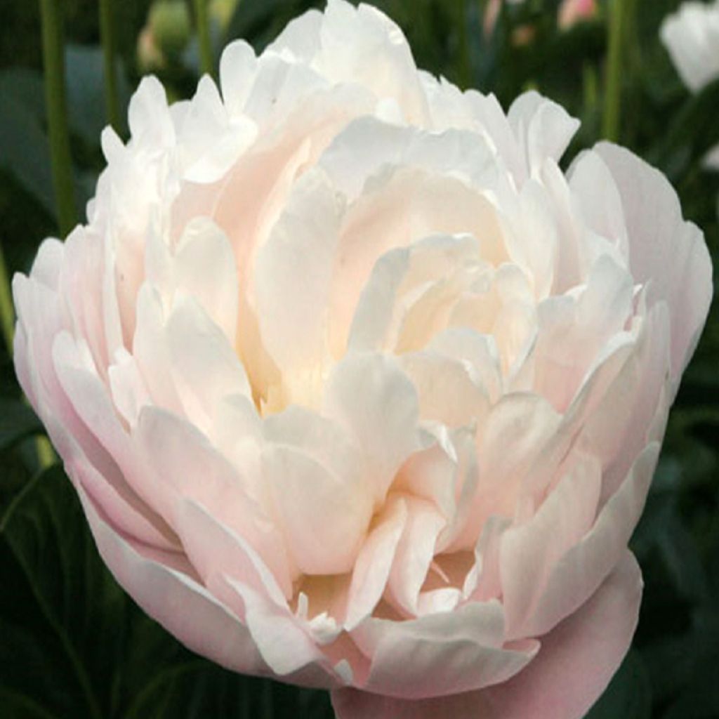 Paeonia x lactiflora Corinne Wersan - Edel-Pfingstrosen