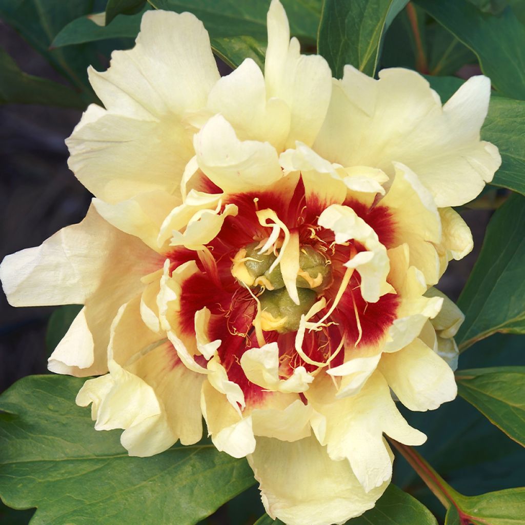 Paeonia Itoh Callies Memory