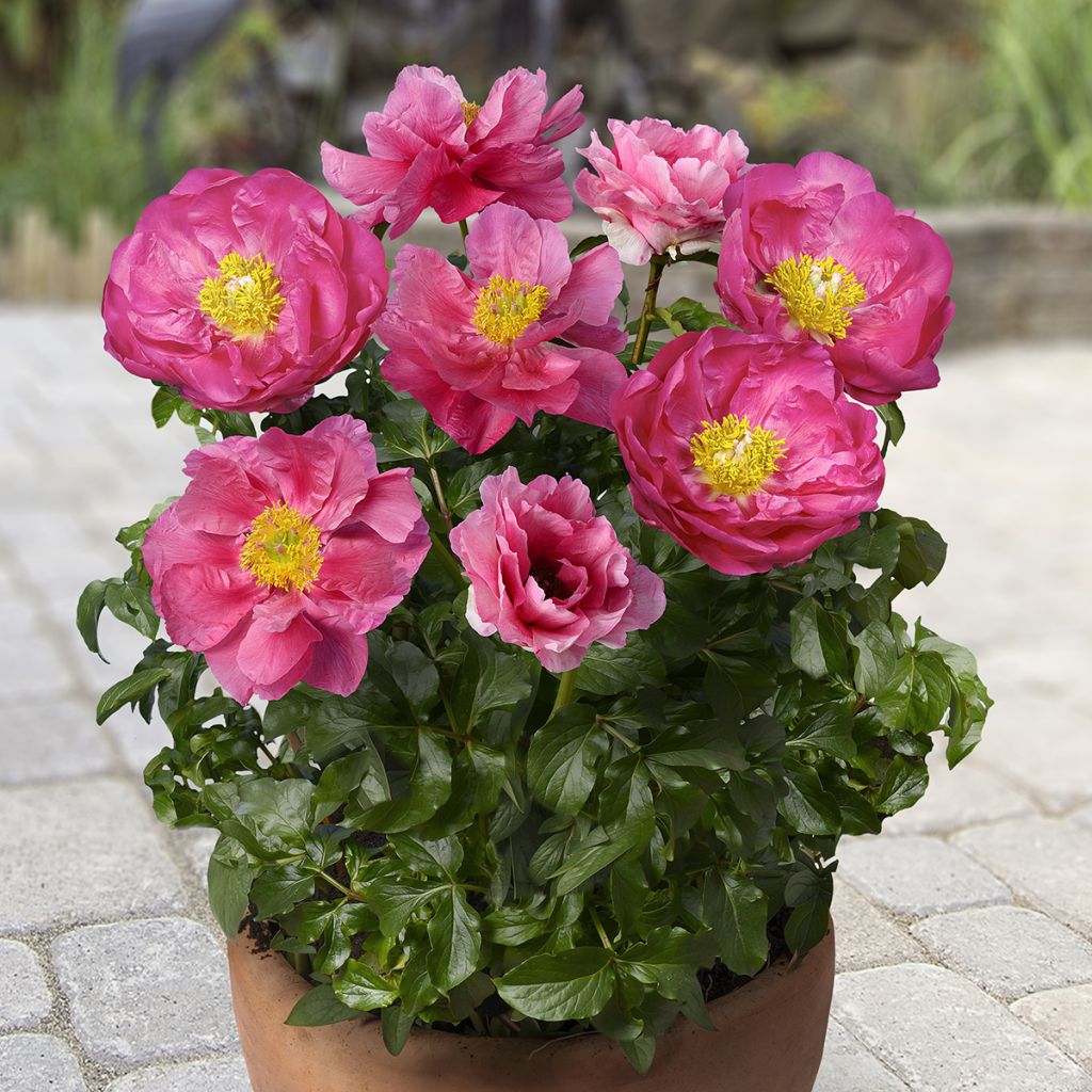 Paeonia Patio Peony Athens - Zwerg Edel-Pfingstrosen