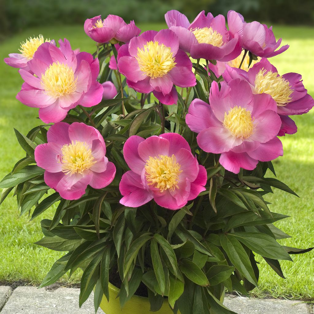 Paeonia Patio Peony Kiev - Zwerg Edel-Pfingstrosen