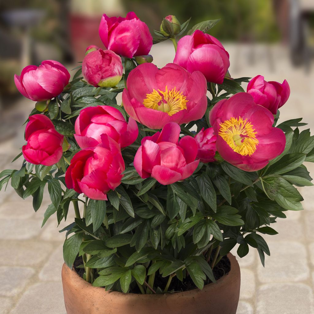 Paeonia Patio Peony Oslo - Zwerg Edel-Pfingstrosen
