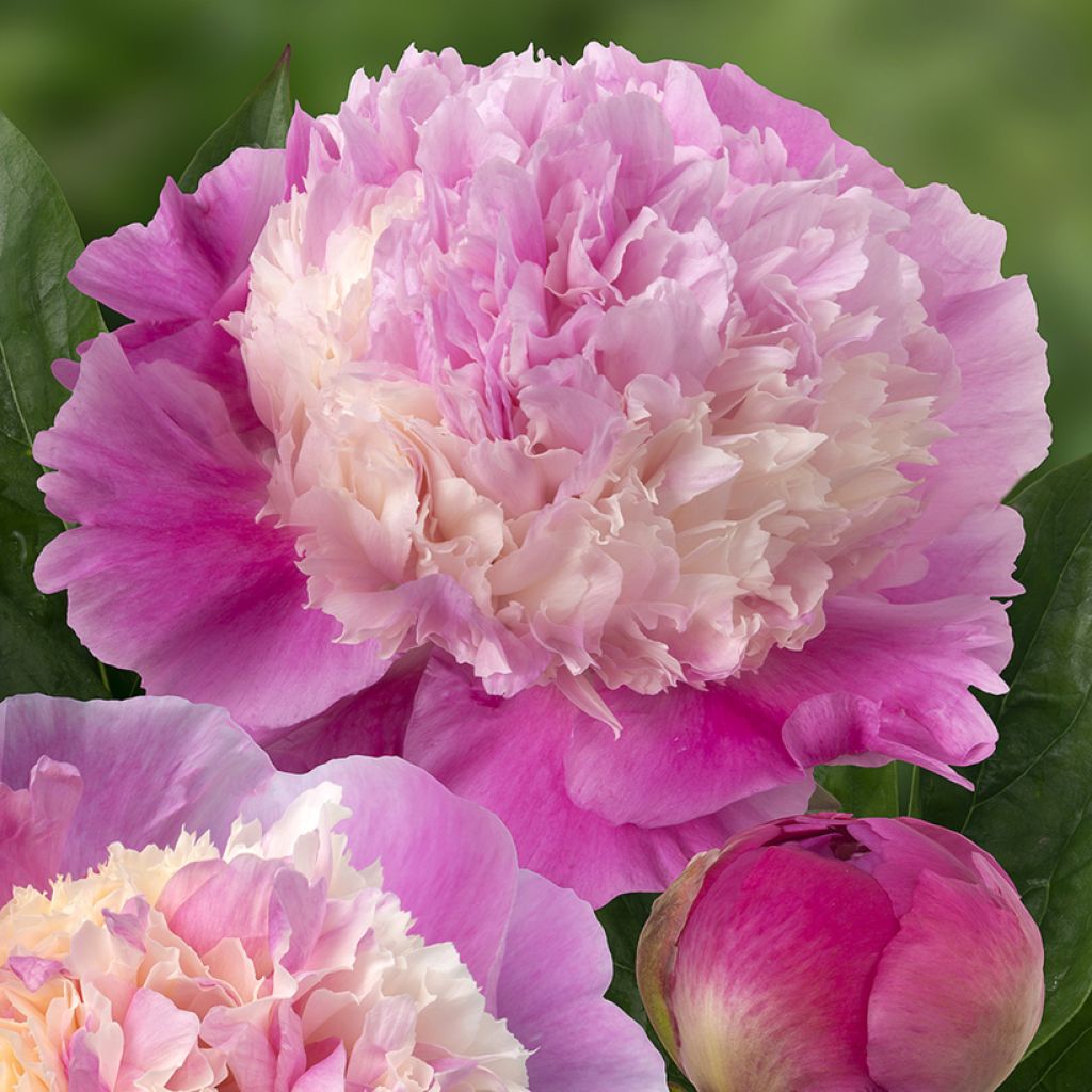 Paeonia x lactiflora She's my star - Edel-Pfingstrosen