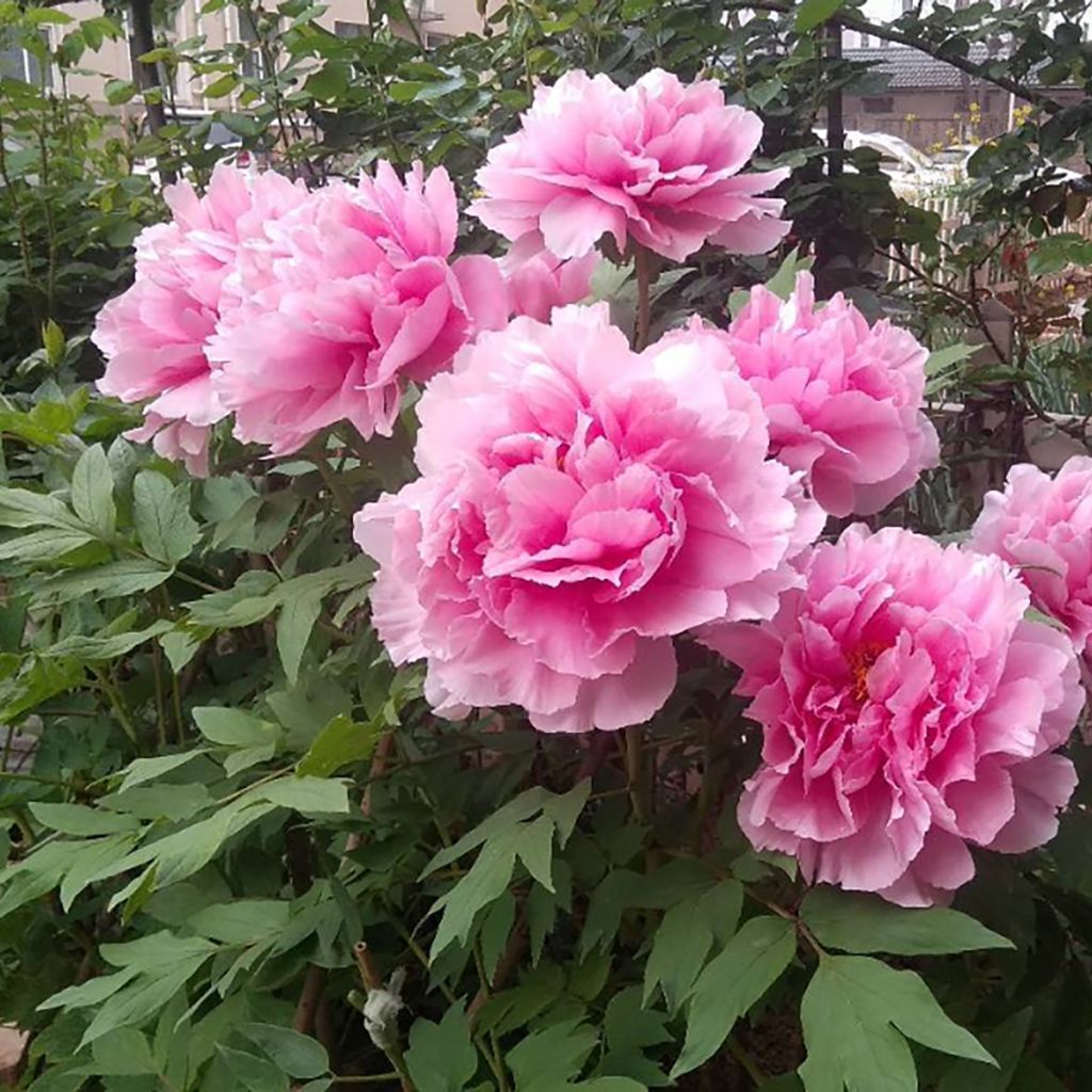 Paeonia suffruticosa Cotton Candy (Hua Jing) - Strauch-Pfingstrose