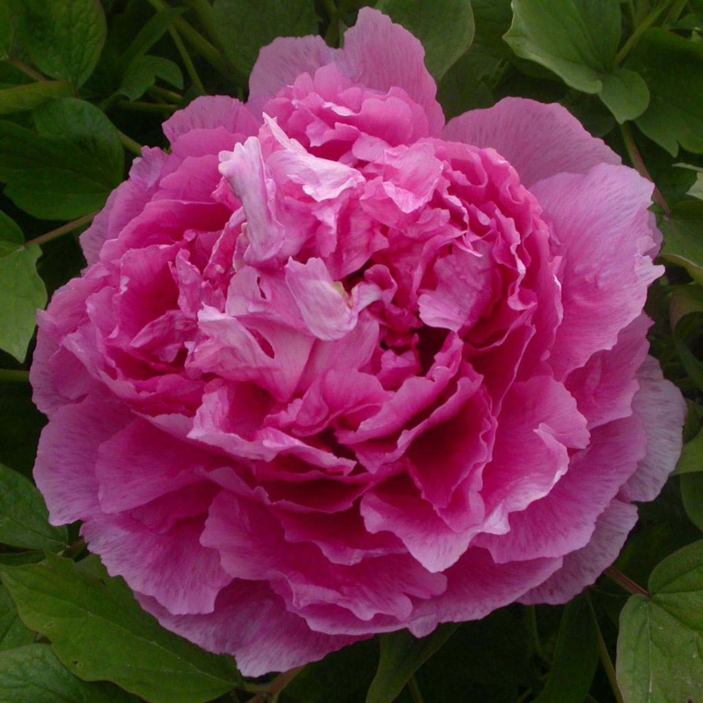 Paeonia suffruticosa Lu He Hong - Strauch-Pfingstrose
