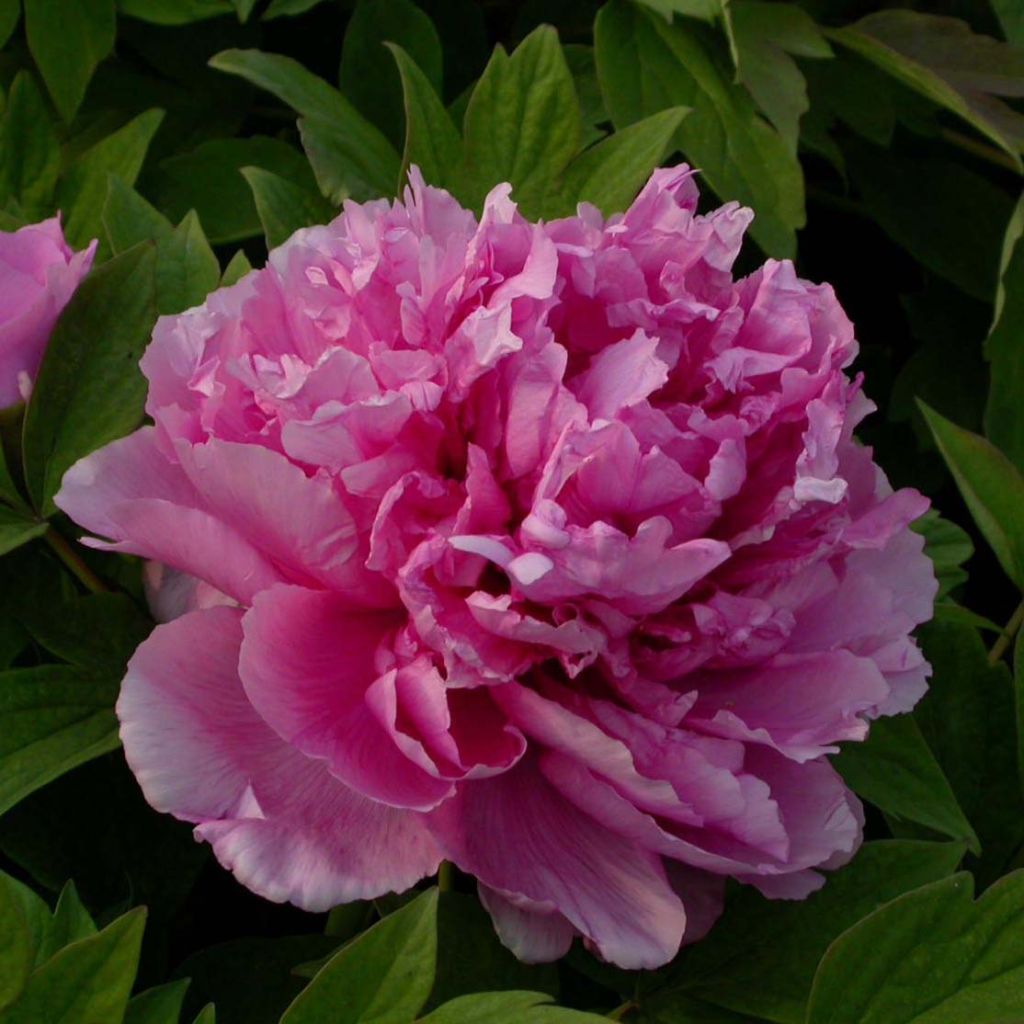 Paeonia suffruticosa Lu He Hong - Strauch-Pfingstrose