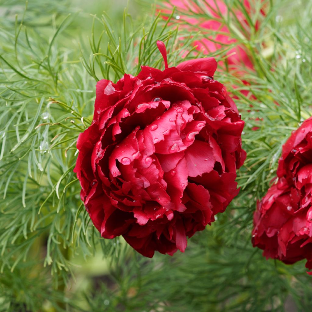 Paeonia tenuifolia Plena - Netzblatt-Pfingstrose