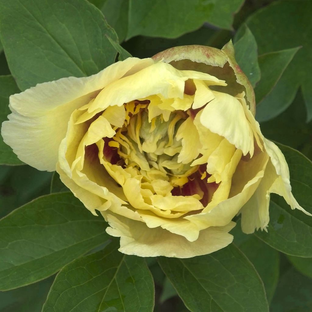 Paeonia Itoh Yellow Crown