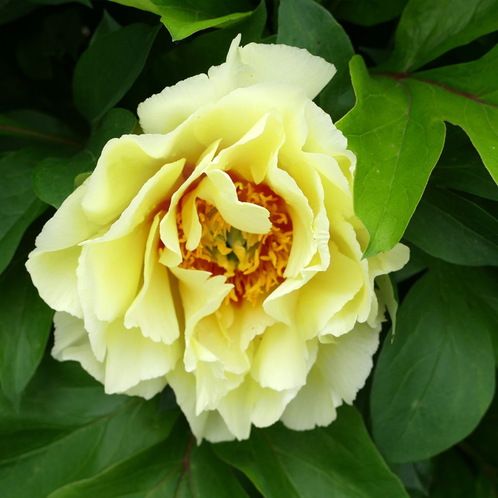 Paeonia Itoh Yellow Crown