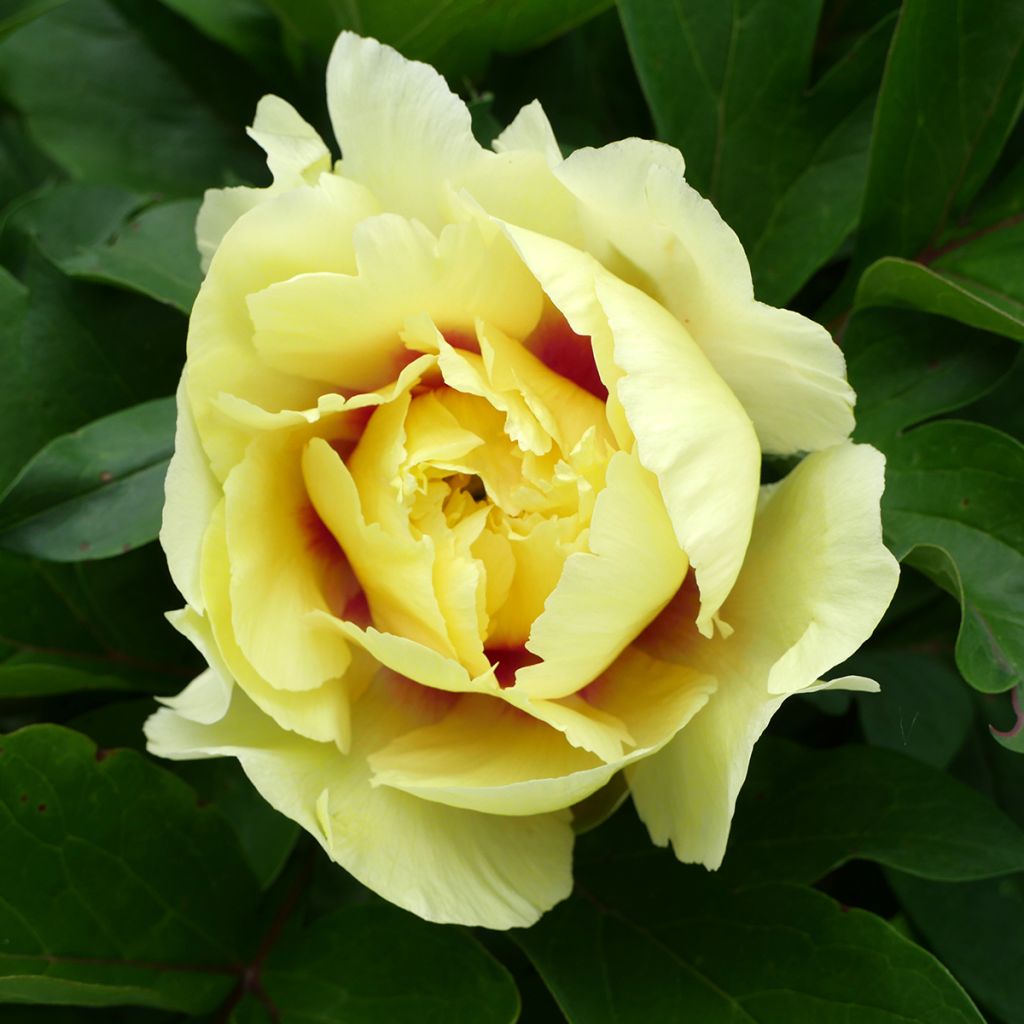 Paeonia Itoh Yellow Crown