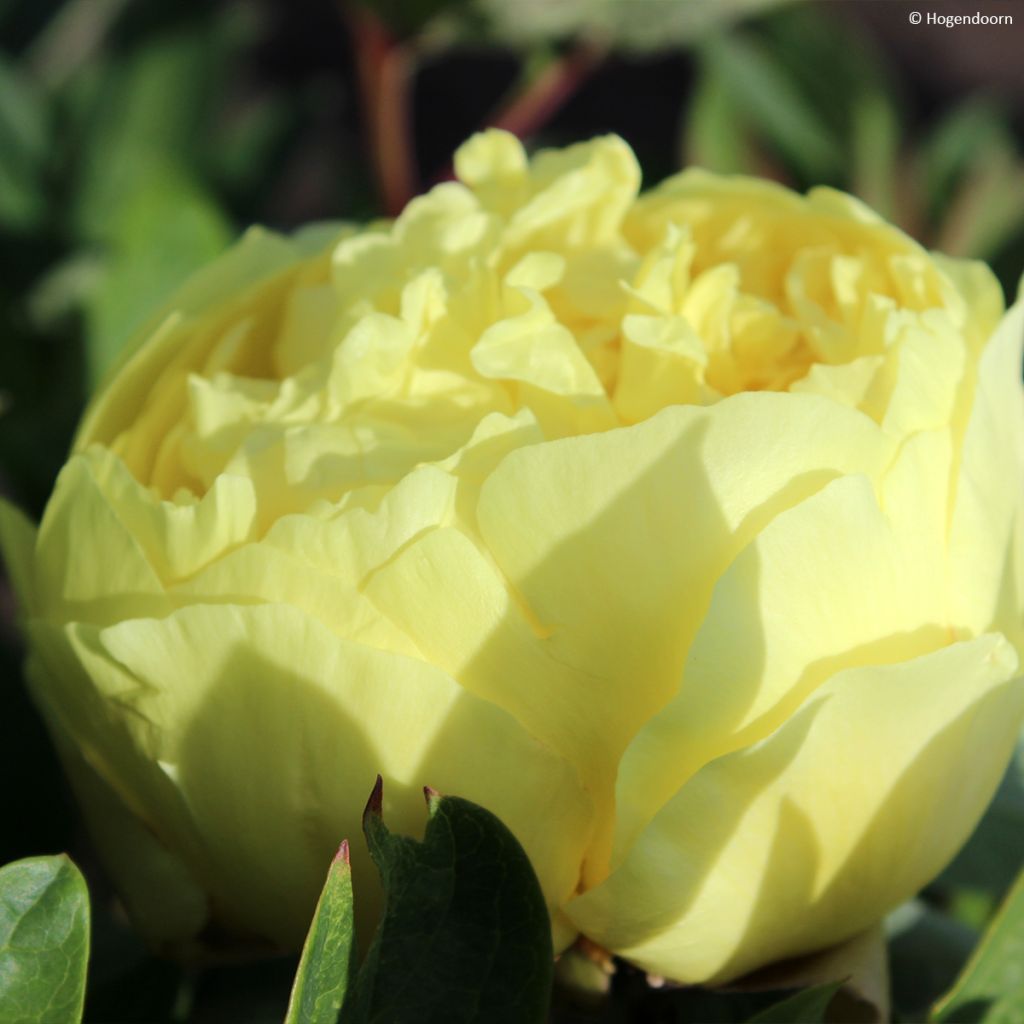 Paeonia Itoh Yellow Crown