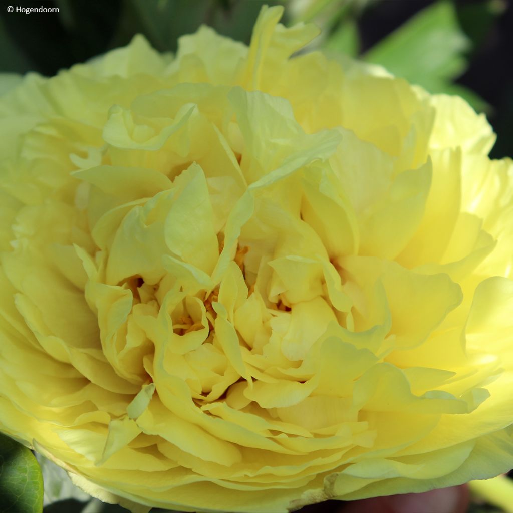 Paeonia Itoh Yellow Crown
