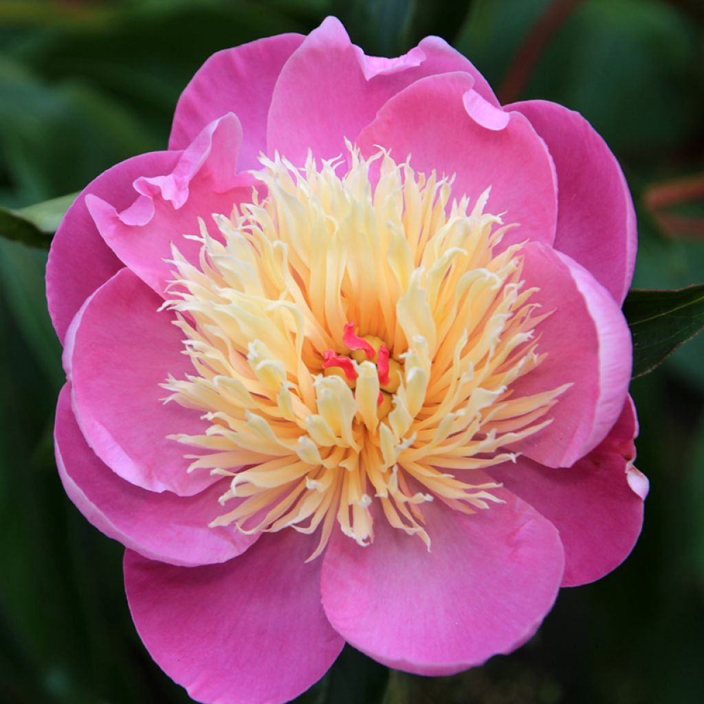Paeonia lactiflora Bowl of Beauty - Edel-Pfingstrosen