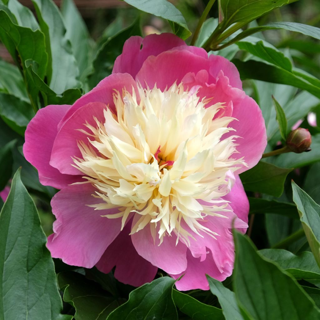 Paeonia lactiflora Bowl of Beauty - Edel-Pfingstrosen