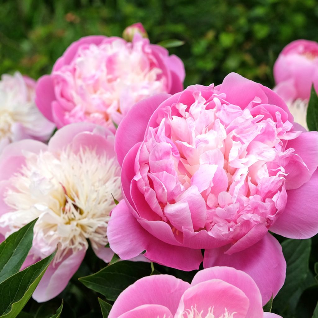 Paeonia lactiflora Bowl of Beauty - Edel-Pfingstrosen