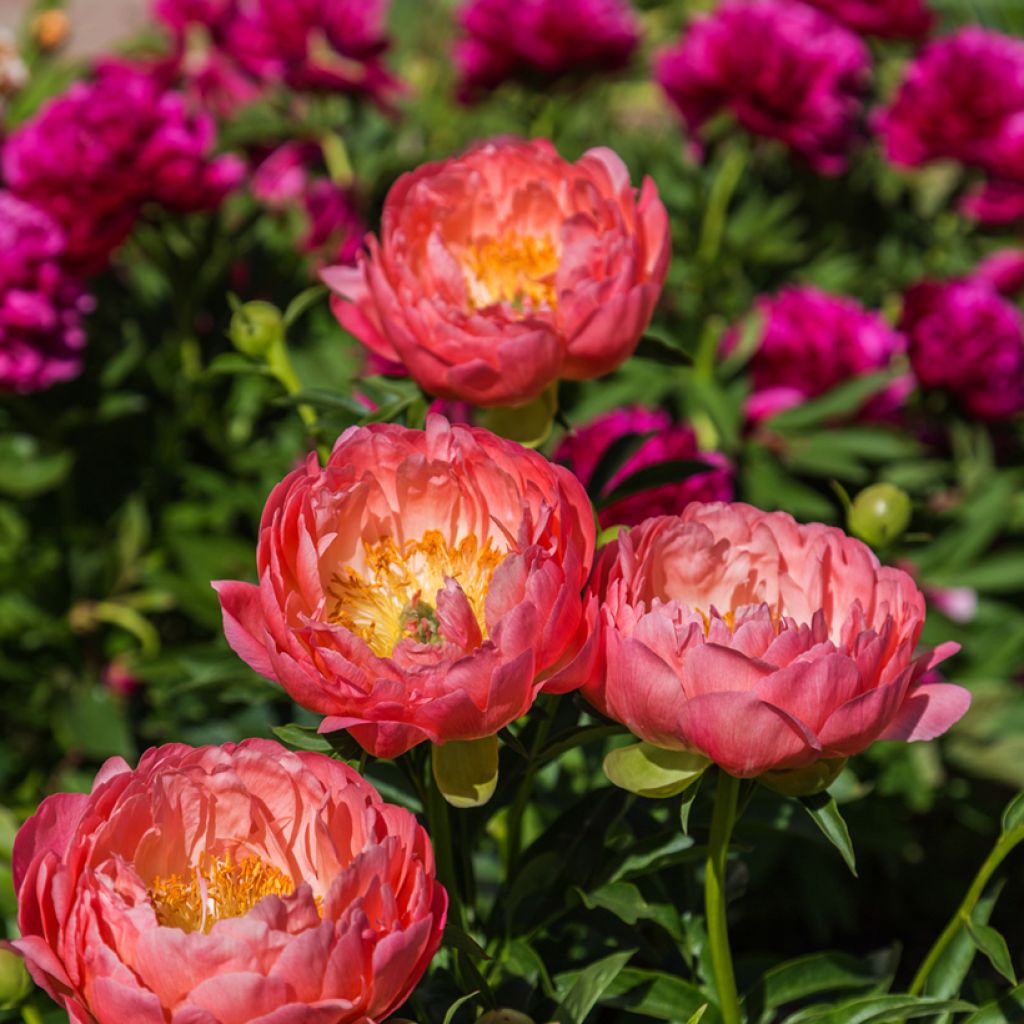 Paeonia lactiflora Coral Charm - Edel-Pfingstrosen