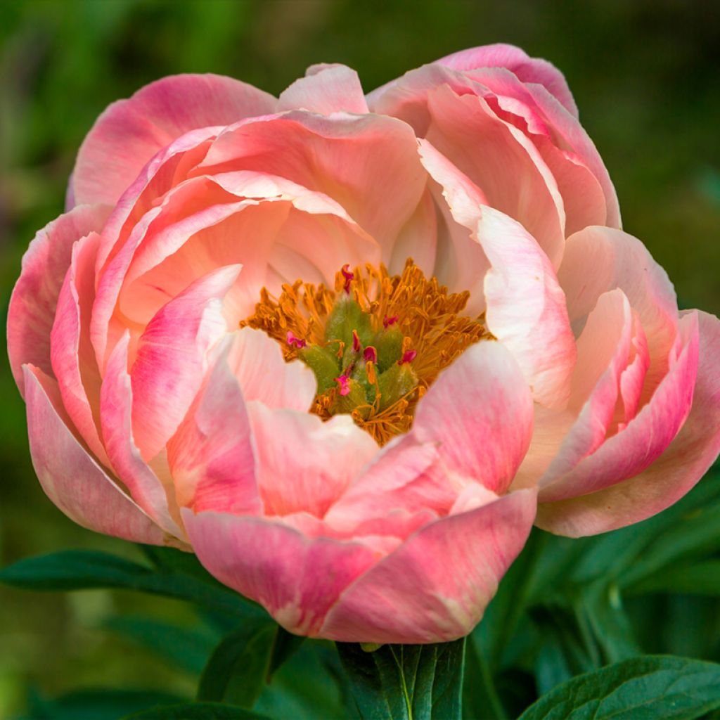 Paeonia lactiflora Coral Charm - Edel-Pfingstrosen