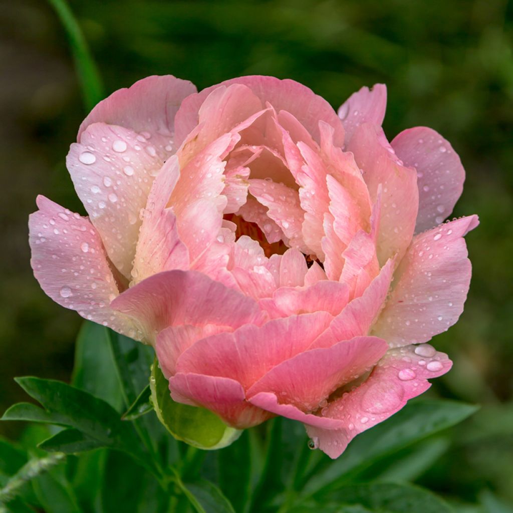 Paeonia lactiflora Coral Charm - Edel-Pfingstrosen