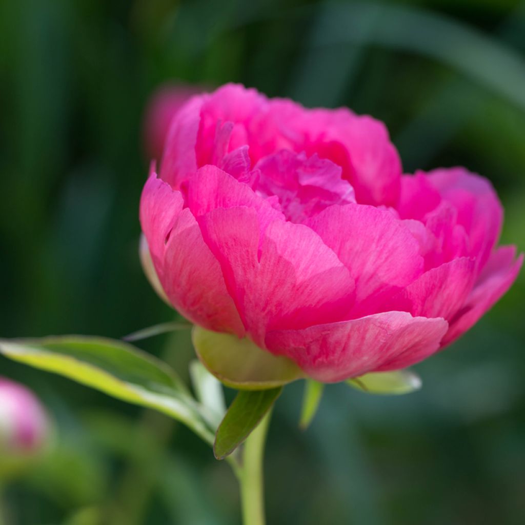 Paeonia lactiflora Cytherea - Edel-Pfingstrosen