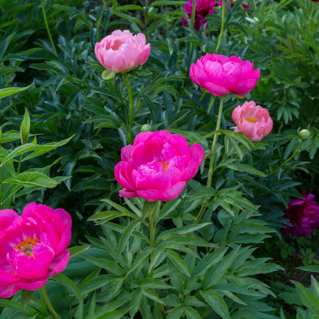 Paeonia lactiflora Cytherea - Edel-Pfingstrosen