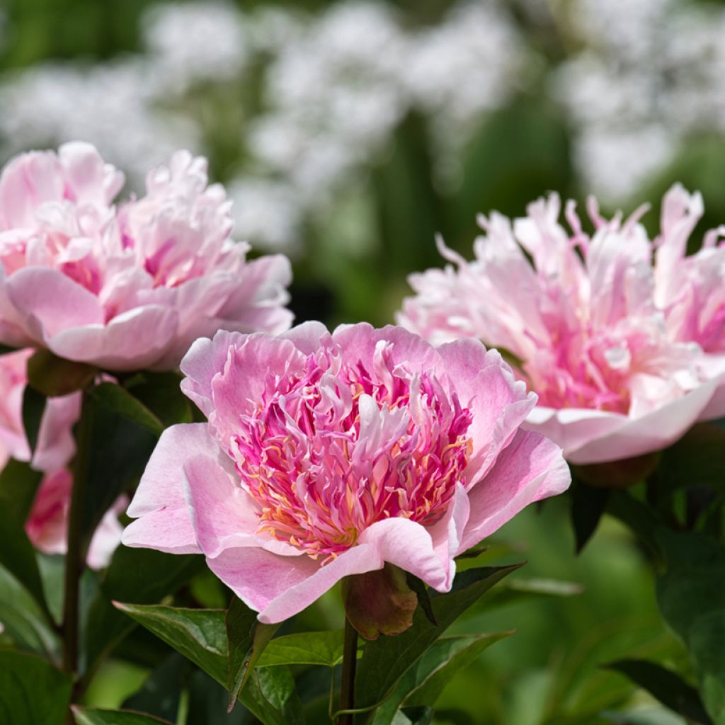 Paeonia lactiflora Do Tell - Edel-Pfingstrosen