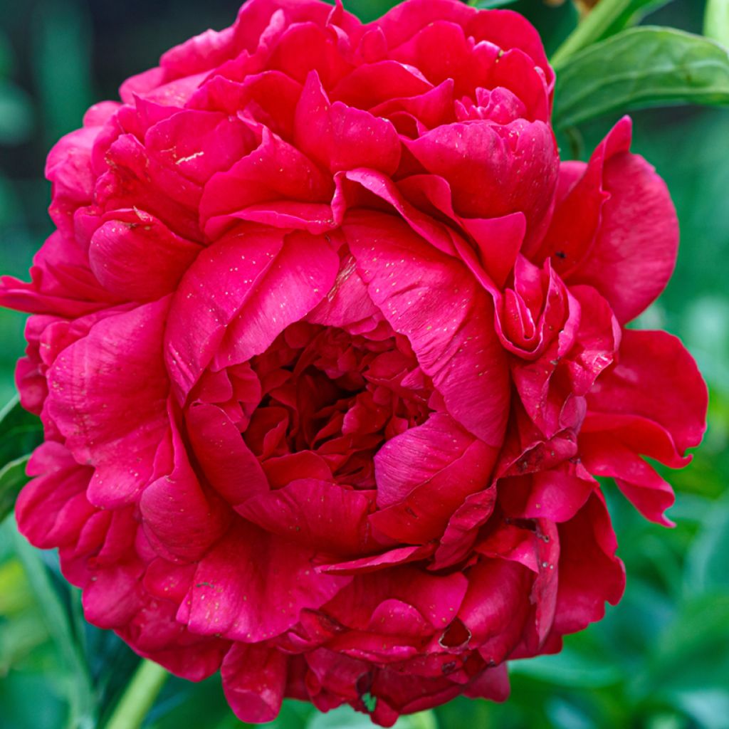 Paeonia lactiflora Bockstoce - Edel-Pfingstrosen