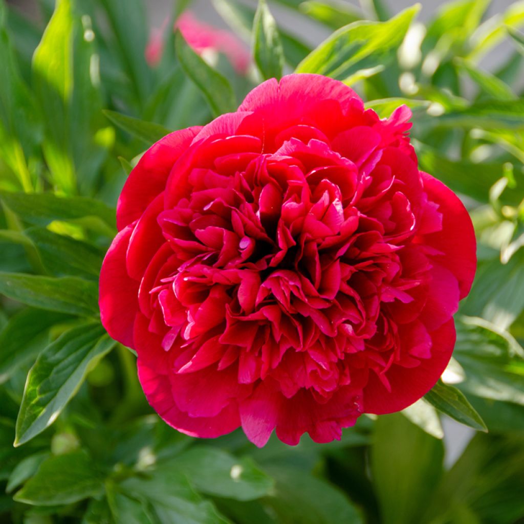 Paeonia lactiflora Kansas - Edel-Pfingstrosen