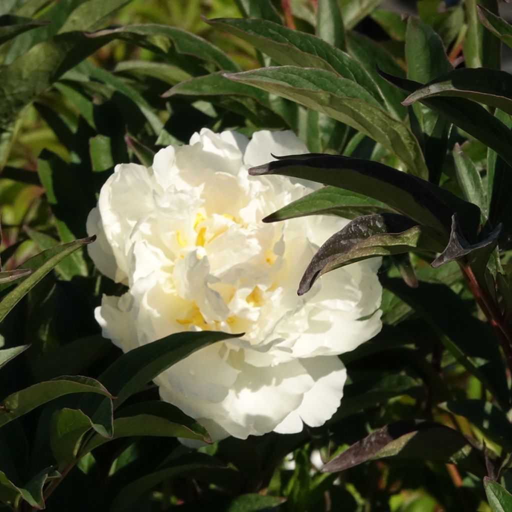 Paeonia x lactiflora Mistress - Edel-Pfingstrosen