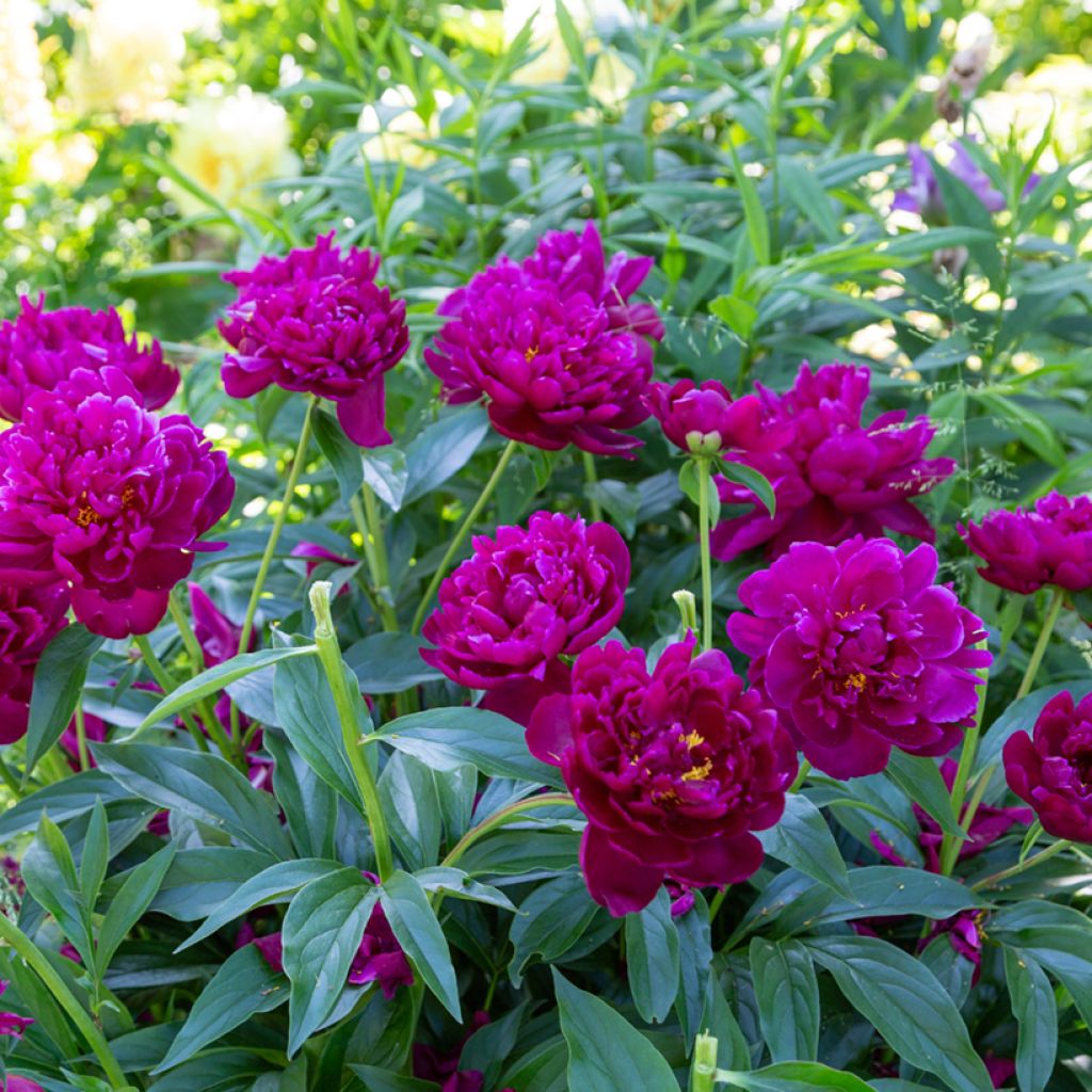 Paeonia lactiflora Peter Brand - Edel-Pfingstrosen