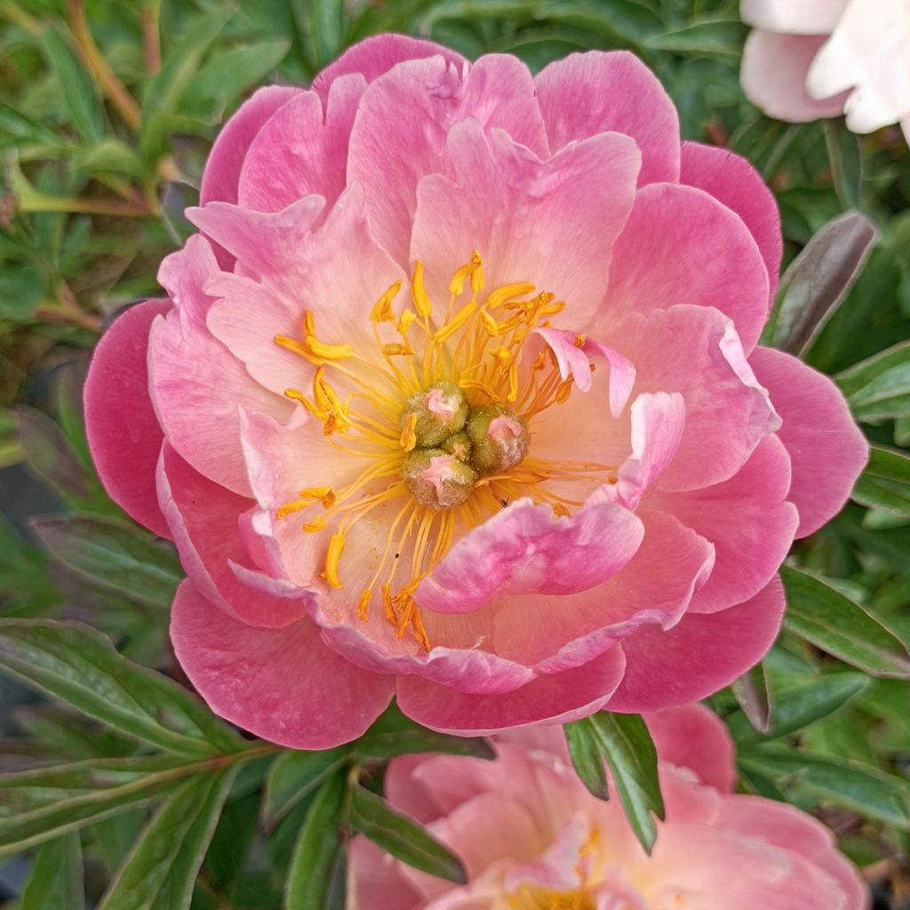 Paeonia lactiflora Pink Hawaiian Coral - Edel-Pfingstrosen
